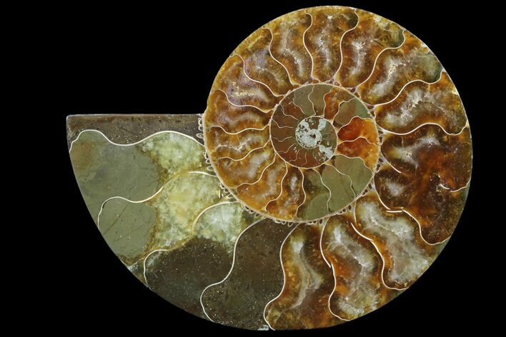 Agatized Ammonite Fossil (Half) - Madagascar #83812